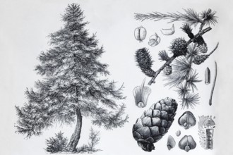 Larch (Larix europea), tree and cones, historical book illustration, wood engraving