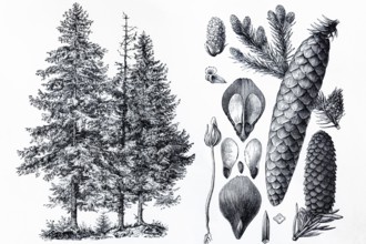 Spruce (Picea vulgaris), tree and cones, historical book illustration, wood engraving