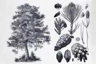 Pine (Pinus silvestris), tree, needles, cones, historical book illustration, wood engraving
