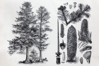 Noble fir (Abies nobilis), tree and cones, historical book illustration, wood engraving