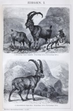 Plate with bezoar goat (Capra aegargus) and Alpine ibex (Capra ibex), historical book illustration,