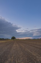 View along a freshly harrowed field to a single tree in the evening light, Husum, Nienburg, Lower