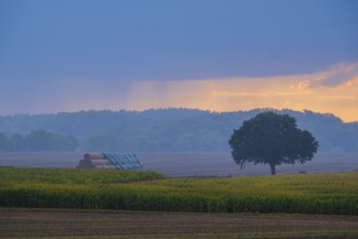 View across fields to a tree and covered round bales in the evening light, Husum, Nienburg, Lower