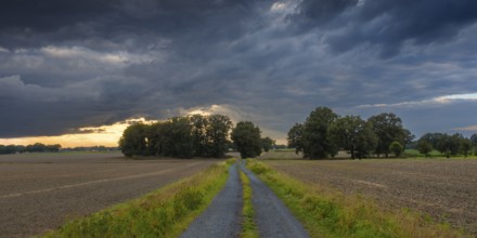 View along a country lane across fields to a dramatic sky in the evening light, Husum, Nienburg,