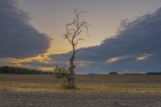 Photograph of a withered tree standing at the edge of a field in the evening light, Husum,