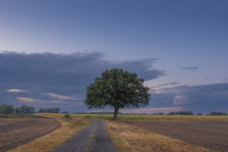 View along a country lane to a tree standing at the edge of a field in the evening light, Husum,