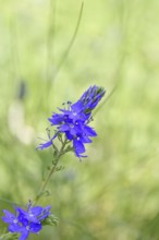 Veronica teucrium (Veronica teucrium) blue flower at the edge of a field hedge, Lahnstein,