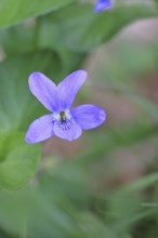 Wood violet (Viola reichenbachiana) between leaves on the forest floor, spring bloomer, spring,
