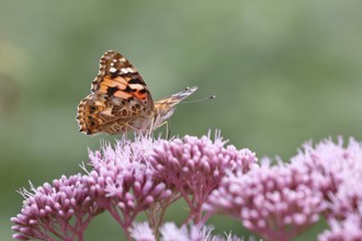 Thistle butterfly (Vanessa cardui), on Hemp agrimony (Asteraceae), Wilnsdorf, North