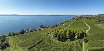 Aerial view, panorama of the Lerchenberg, vineyard, vineyard slope with the war graves and memorial