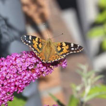 Thistle butterfly (Vanessa cardui) on a Buddleja davidii flower, Wilnsdorf, North Rhine-Westphalia,