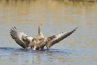 Greylag goose (Anser anser), flapping its wings on a pond, Wagbachniederung nature reserve,