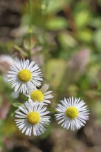 Annual ragweed (Erigeron annuus), by the wayside in a field, Wilnsdorf, North Rhine-Westphalia,