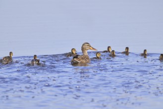 Mallard (Anas platyrhynchos), female with young, swimming hastily away, Wagbachniederung nature