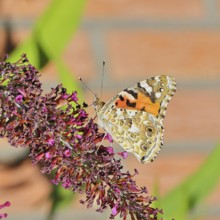 Thistle butterfly (Vanessa cardui) on a Buddleja davidii flower, wings closed, underside of wings,