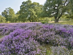 Blooming heath landscape with purple flowers and tall trees in the sunlight, Aviemore, Highlands,