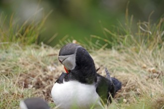 Puffin sitting in the grass, depicted with vivid feather colours, Sumburgh Head, Shetland Islands,
