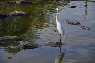 Great Egret (Egretta alba), standing on a rock in a calm water surrounded by American Alligators
