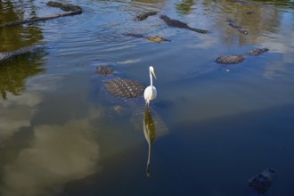 Several American Alligator (Alligator mississippiensis), and a single Great Egret (Egretta alba),