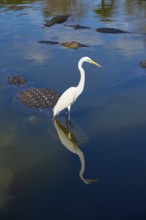 Great Egret (Egretta alba), standing next to an American Alligator (Alligator mississippiensis), in