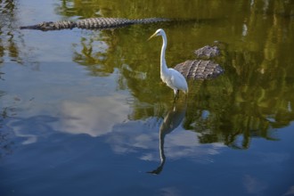 A quiet moment with a Great Egret (Egretta alba), and American Alligator (Alligator