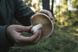 Person's hand holding wild mushroom in forest with gills visible. Symbol of autumn foraging and
