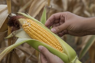 Hands holding corn in a field during harvest. Generative ai, AI generated