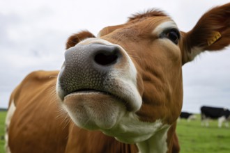 Close up of brown and white cow's nose on a meadow, AI generated