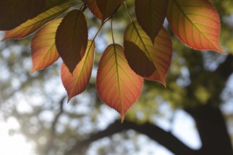 Lose-up of orange autumn leaves with sunlight in the background. Generative ai, AI generated