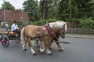 Two Haflinger horses pull the church tree to the fairground, Eckenhaid, Middle Franconia, Bavaria,