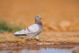 Rock dove (Columba livia) on a farmers field at a water pool, Belchite, Aragon, Saragossa, Spain