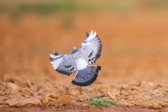 Rock dove (Columba livia) flying on a farmers field, Belchite, Aragon, Saragossa, Spain