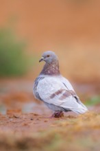 Rock dove (Columba livia) on a farmers field, Belchite, Aragon, Saragossa, Spain