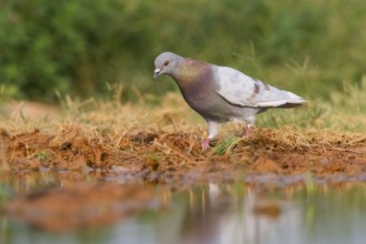 Rock dove (Columba livia) on a farmers field, Belchite, Aragon, Saragossa, Spain