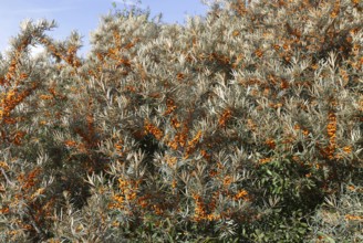Orange fruit berries of common sea buckthorn plant, Hippophae, Bawdsey, Suffolk, England, UK