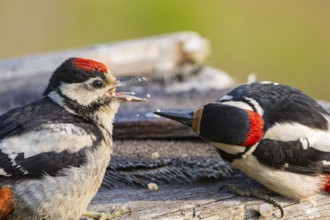 Great spotted woodpecker (Dendrocopus major) ml Old bird feeding young bird Germany