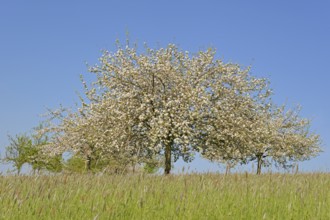 Orchard meadow, cultivated apple (Malus domestica) in bloom, blue sky, North Rhine-Westphalia,