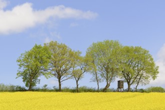 Deciduous trees, row of trees at a flowering rape field (Brassica napus), blue cloudy sky, North