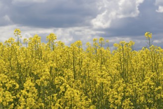 Rapeseed (Brassica napus), flowering rapeseed field, cloudy sky, North Rhine-Westphalia, Germany