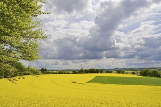View over a field landscape, blooming rape fields (Brassica napus), cloudy sky, North