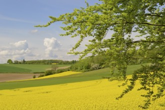 View over a field landscape, blooming rape fields (Brassica napus), blue cloudy sky, North