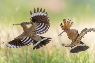 Hoopoe (Upupa epops) Bird of the Year 2022, male with food for his female, bridal gift, pair