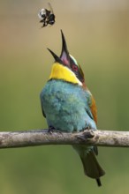 Bee-eater (Merops apiaster) newcomer in Saxony-Anhalt, blaze of colour, approaching, flying, wings