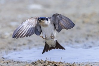 Common house martin, northern house martin (Delichon urbicum) taking off with mud in beak from