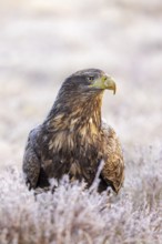White-tailed eagle, Eurasian sea eagle (Haliaeetus albicilla) adult in moorland, heathland covered