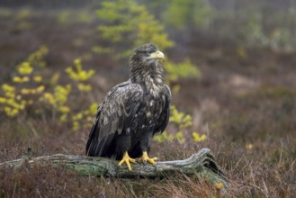 White-tailed eagle, Eurasian sea eagle (Haliaeetus albicilla) adult perched on fallen branch in