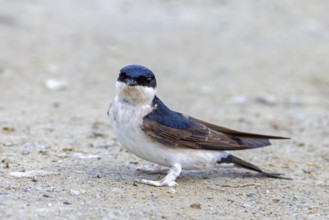 Common house martin, northern house martin (Delichon urbicum) collecting mud in beak for building