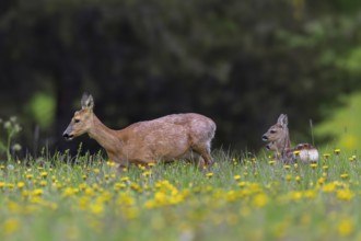 European roe deer (Capreolus capreolus) female, doe with two fawns foraging in meadow with