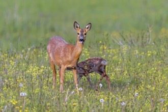 European roe deer (Capreolus capreolus) female, doe suckling single fawn in meadow, grassland with