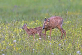 European roe deer (Capreolus capreolus) female, doe sniffing single fawn in meadow, grassland with